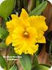 Rlc. Siam Paradise Full Moon